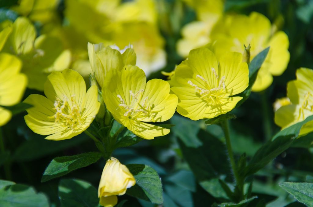Aceite de onagra