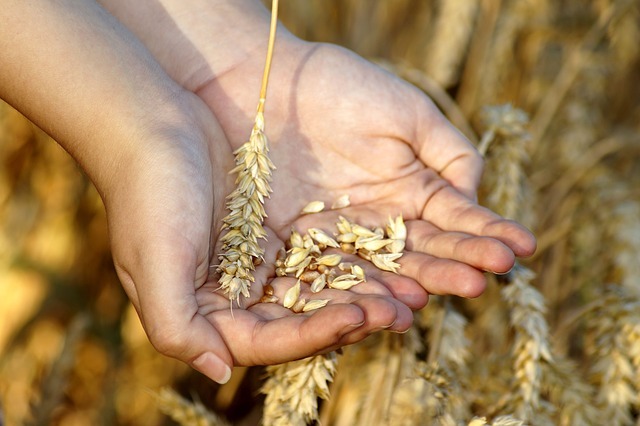 propiedades del aceite de germen de trigo
