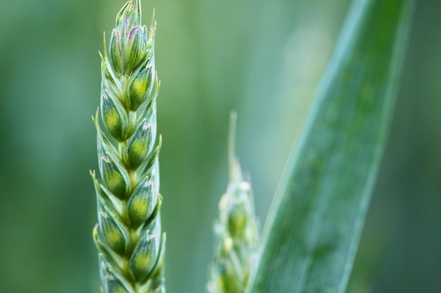 composición del maiz