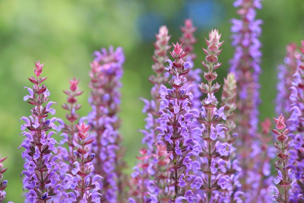 Salvia