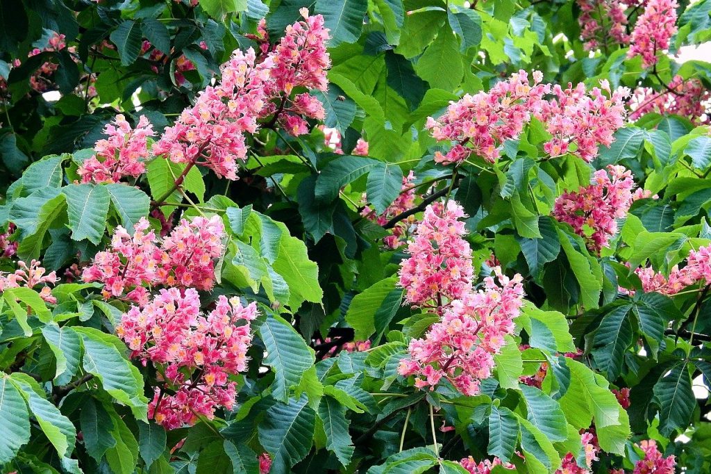 Castaño de indias