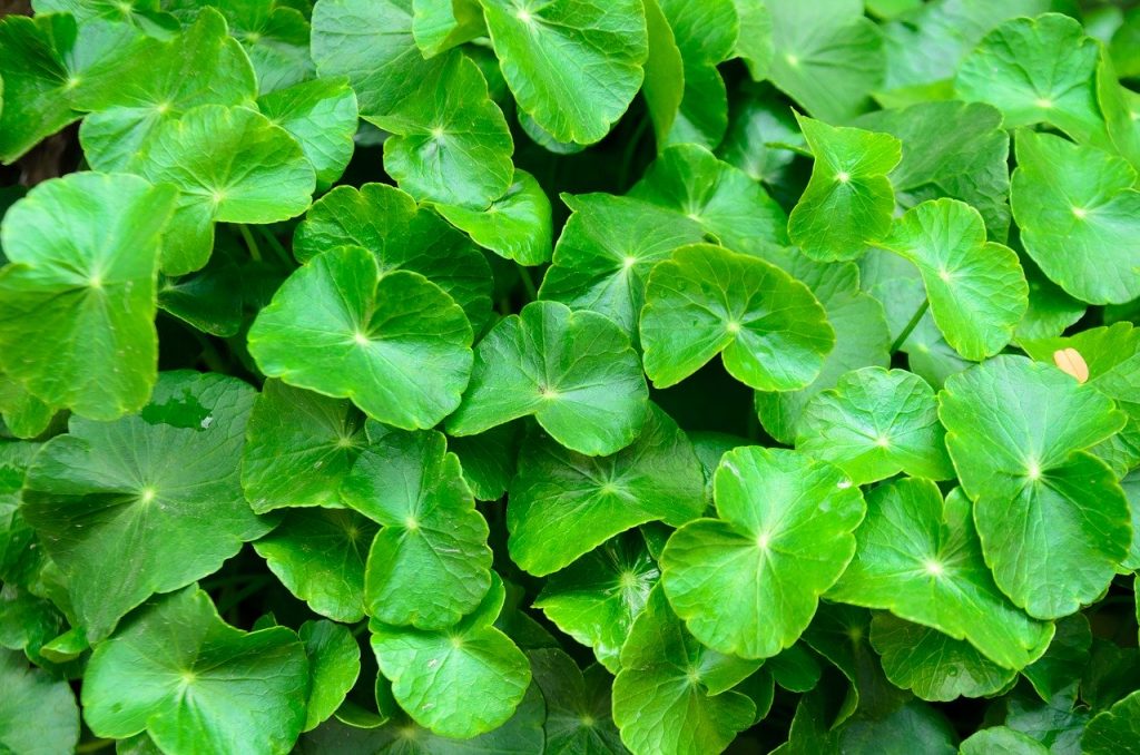 Centella asiática