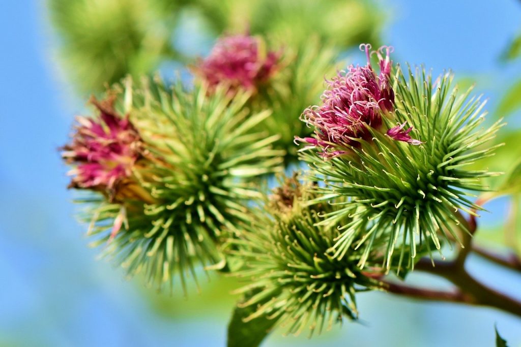Aceite de raíz de bardana