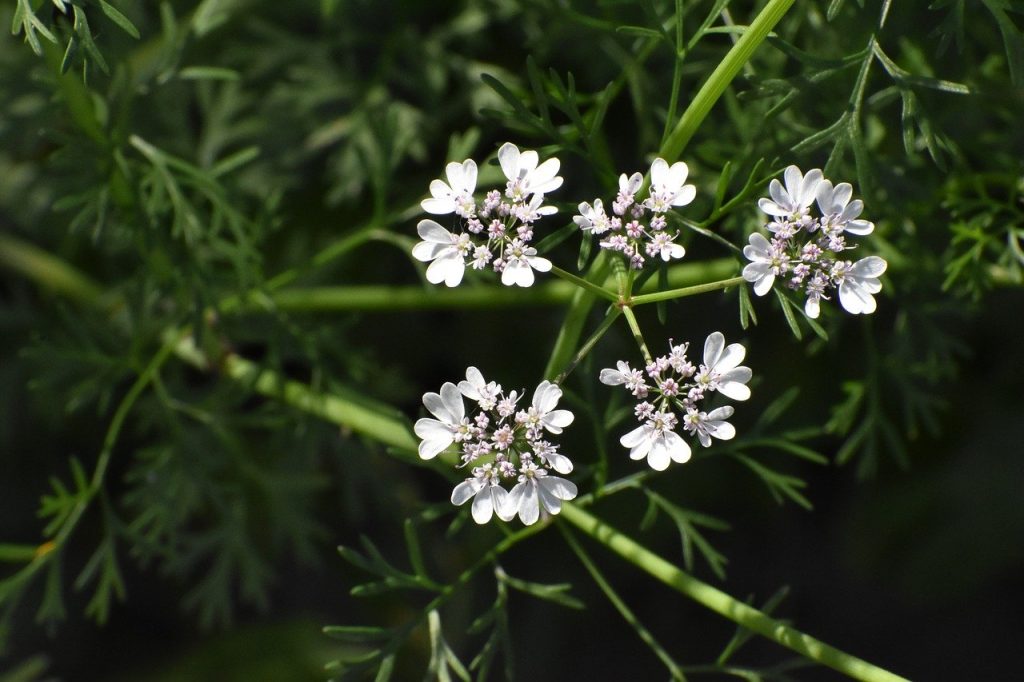 Aceite esencial de coriandro o cilantro