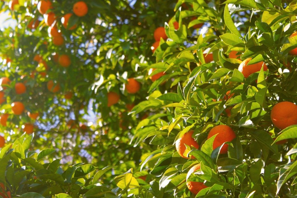 Aceite esencial de mandarina