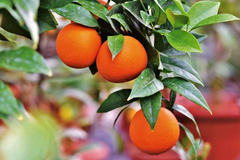 Aceite esencial petitgrain