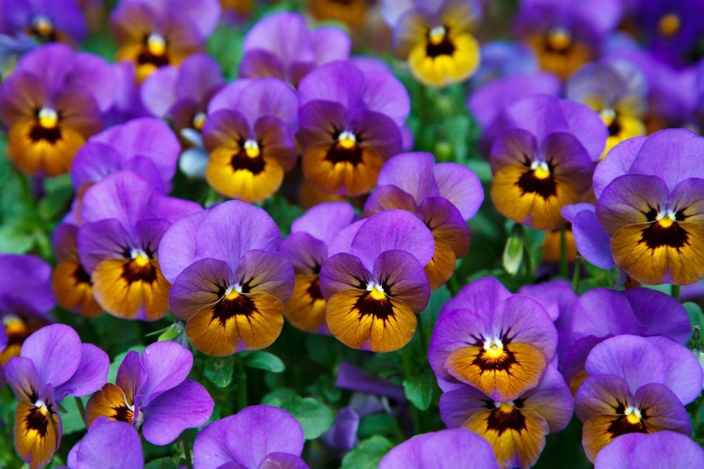 Las 8 mejores plantas para pieles grasas y con acné
