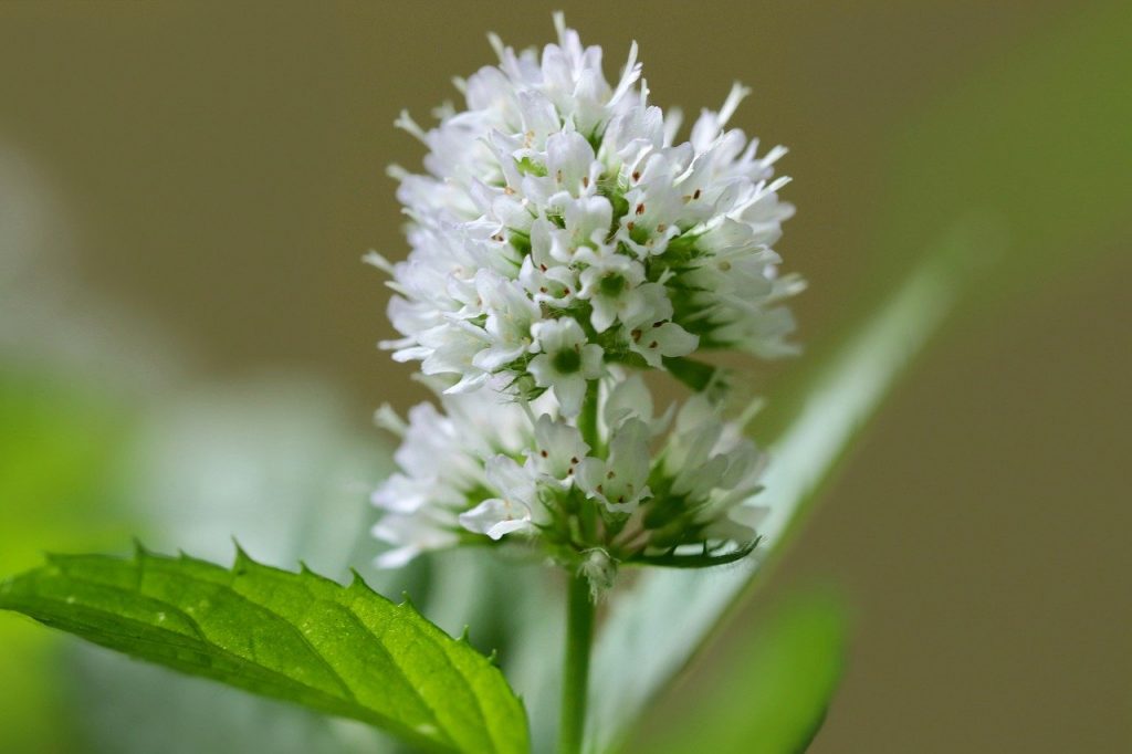 Poleo menta
