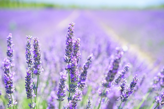 aceite lavanda para pieles secas