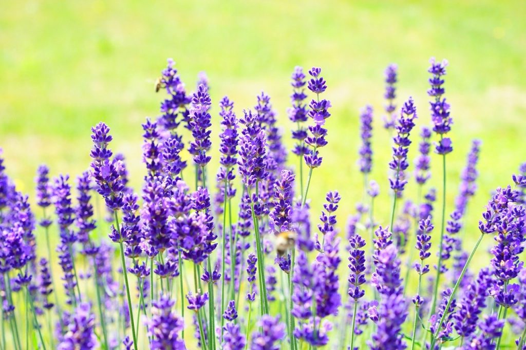 Aceite, macerado u oleato de lavanda