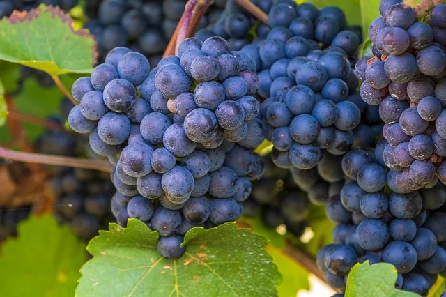 propiedades, usos aceite de semilla de uva para pieles mixtas
