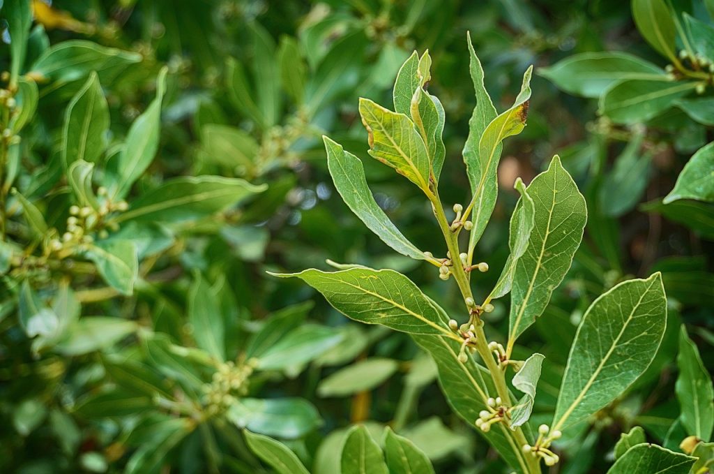 laurel planta medicinal tradicional