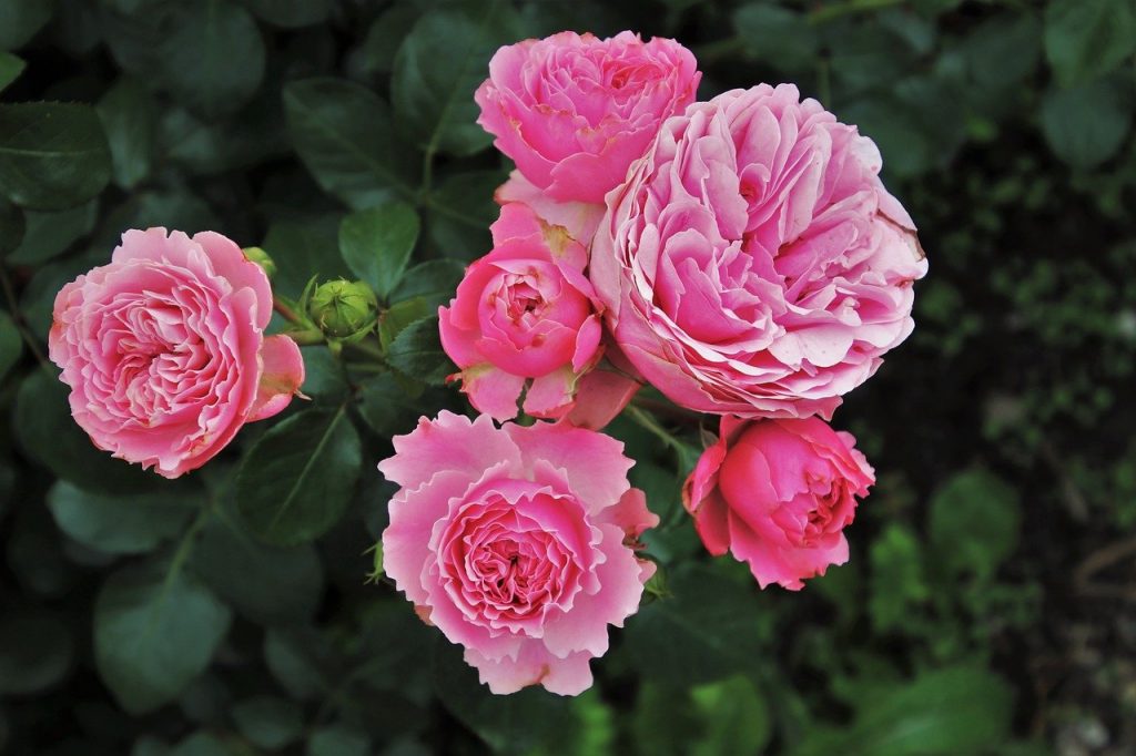 Aceite esencial rosa damascena o bulgaria