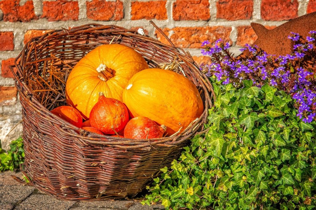 Semilla o pepita de calabaza