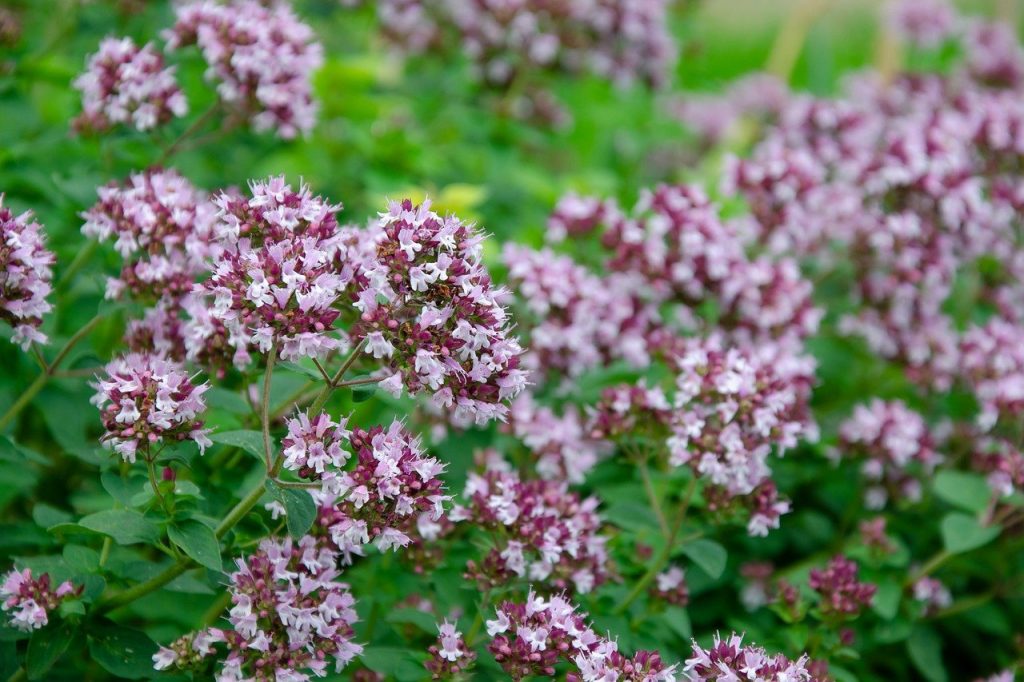 Orégano planta medicinal vegetal