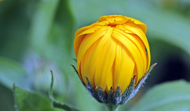caracteristicas y usos de la flor de caléndula