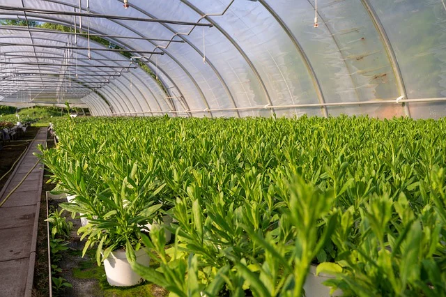 viveros, huerta cultivo de raiz de consuelda