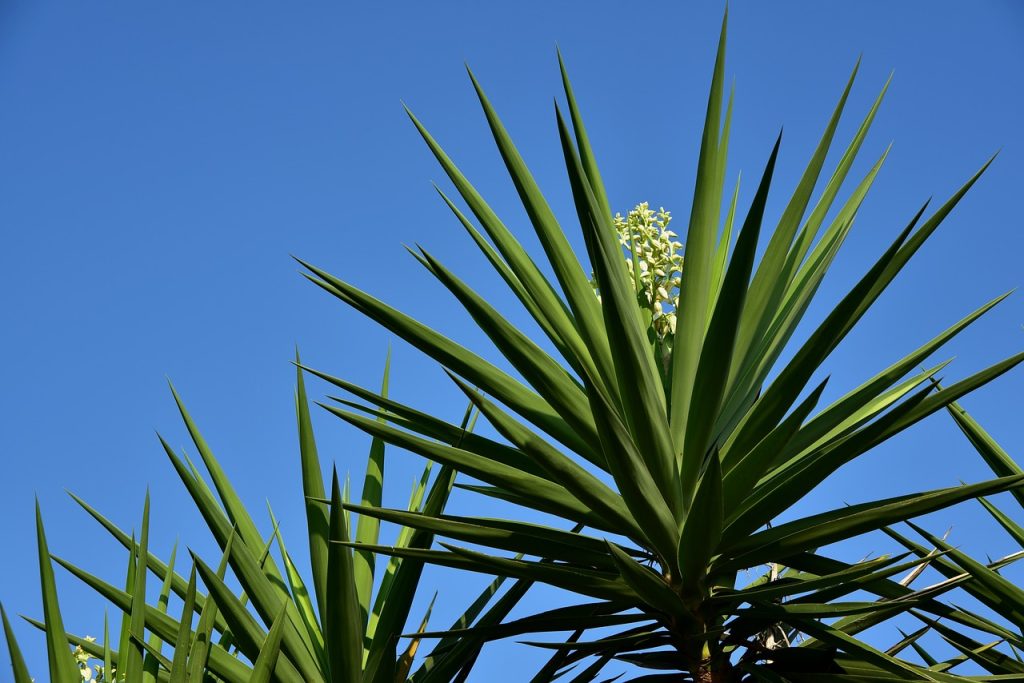 Yuca o mandioca