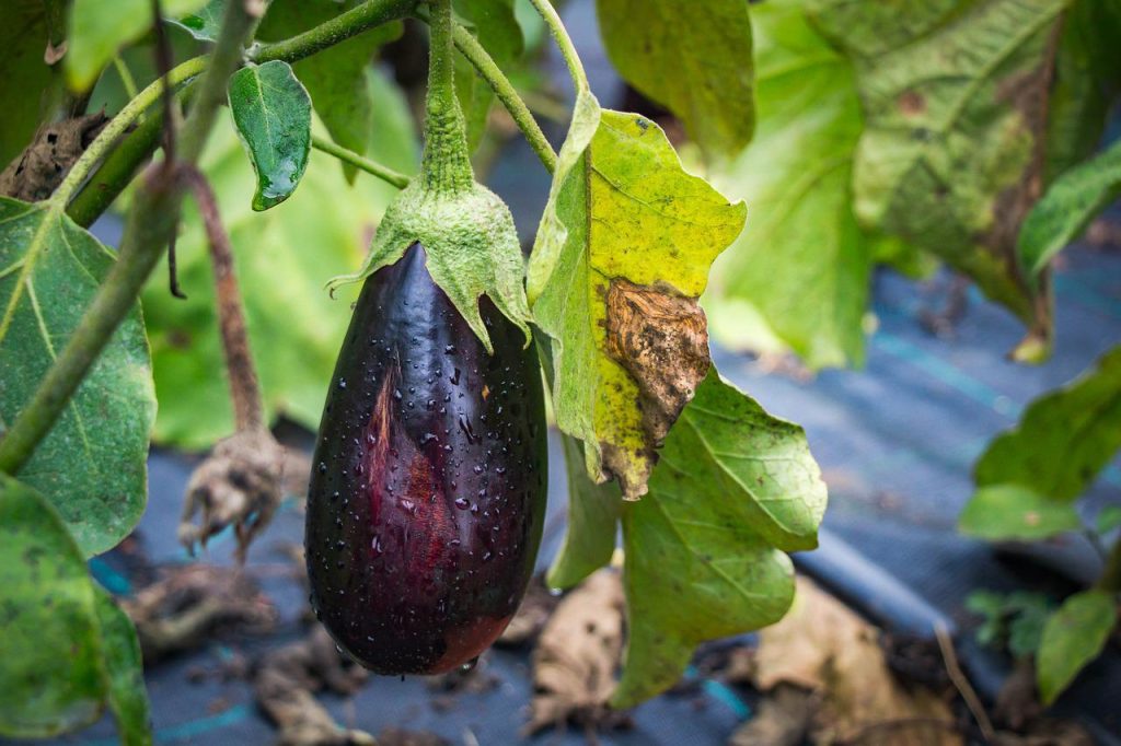 Berenjena proteínas, vitaminas y minerales