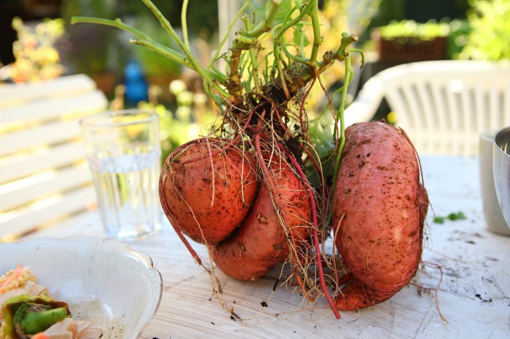 Batata o boniato valor nutricional vitaminas y minerales