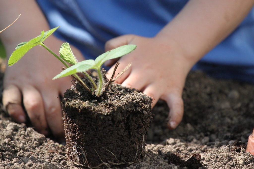 Cómo eliminar hongos en las plantas y huerto