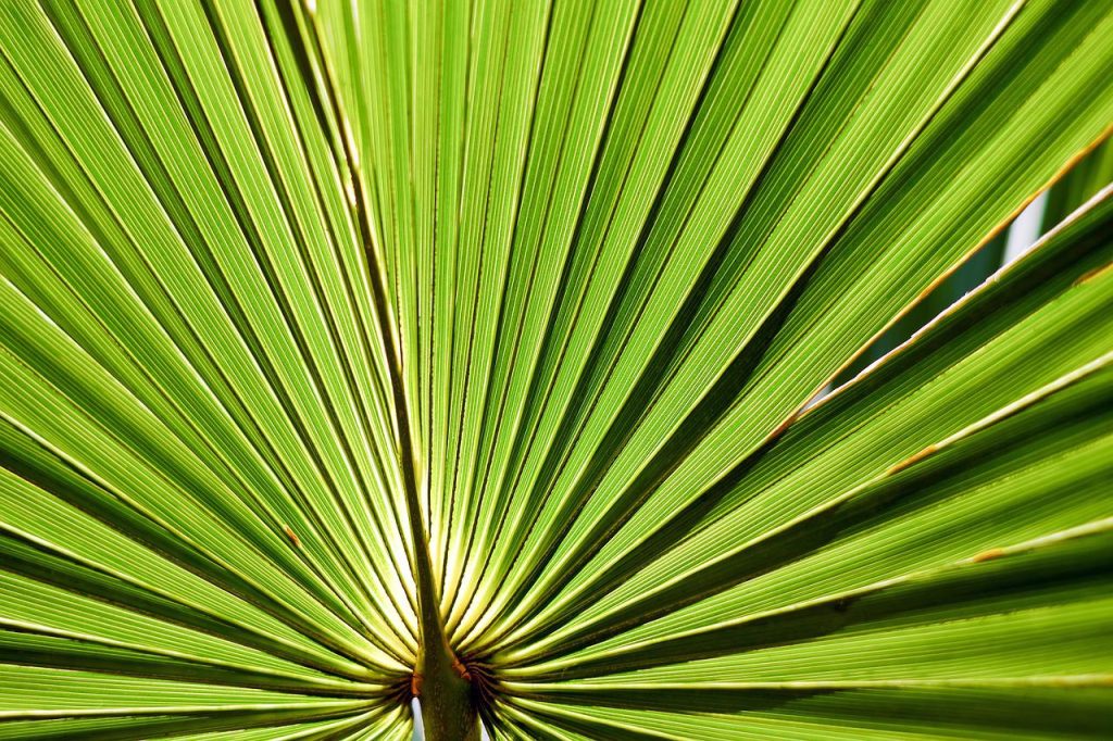 Sabal o sabal serrulata