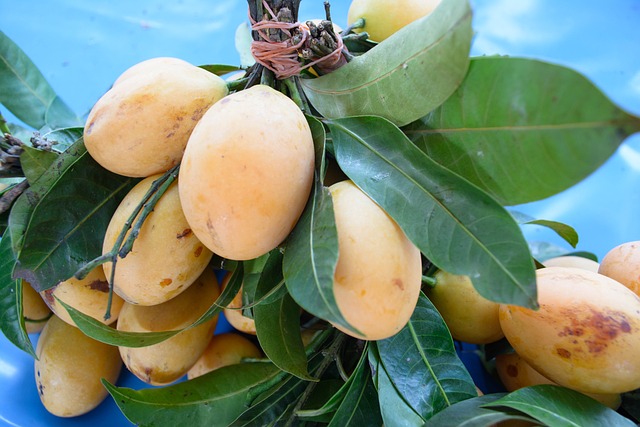 cultivo del mango
