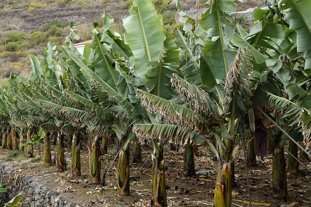 plantacion de bananas en clima templado