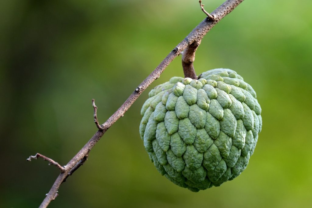 Qué vitaminas y minerales tiene la chirimoya