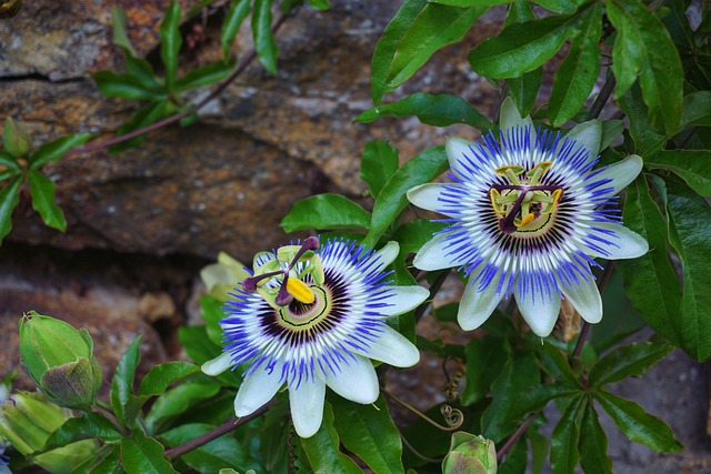 para qué sirve la pasiflora