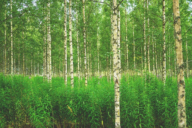 propiedades medicinales tradicionales del abedul