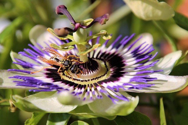 Propiedades y beneficios de la pasiflora