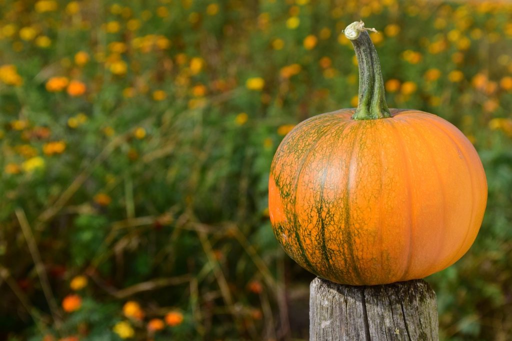Vitaminas y minerales de la calabaza o zapallo