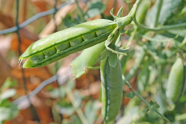 propiedades del guisante hortaliza y legumbre