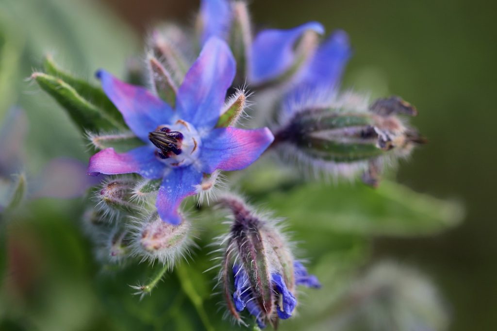 Qué vitaminas y minerales tiene la borraja