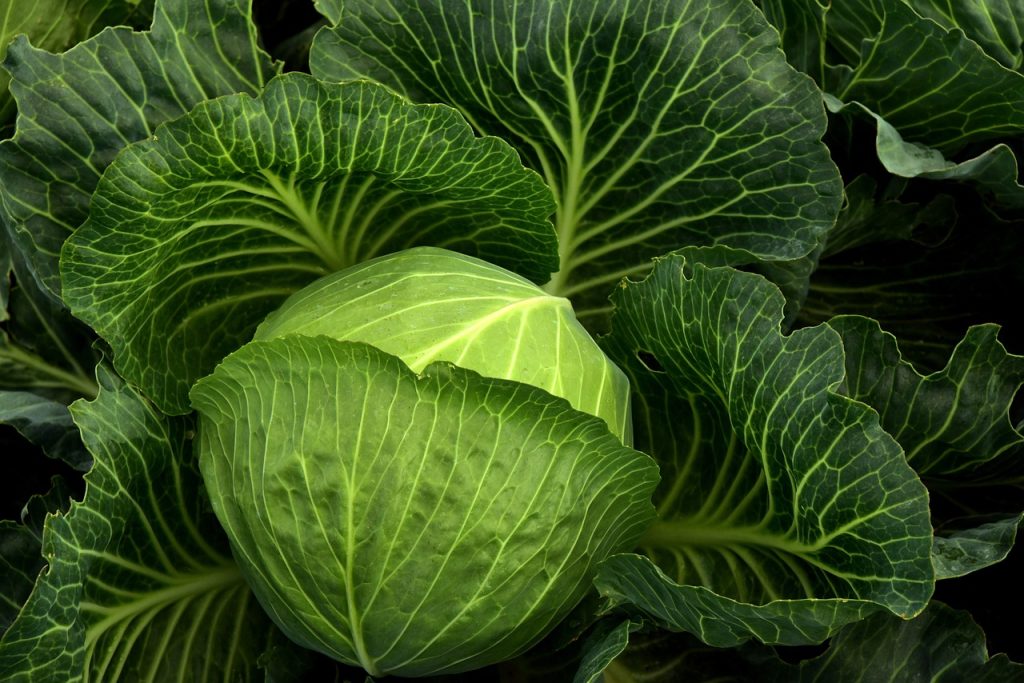 Qué vitaminas y minerales tiene el repollo