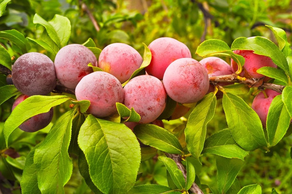 Qué vitaminas y minerales tiene la ciruela