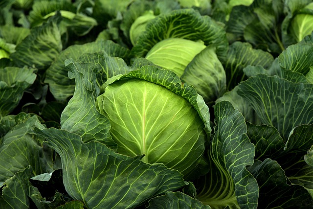 repollo con vitaminas y minerales en la huerta
