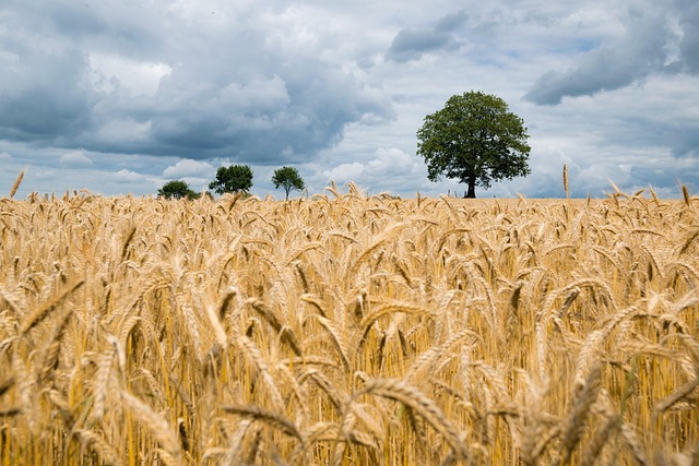 contraindicaciones del germen de trigo