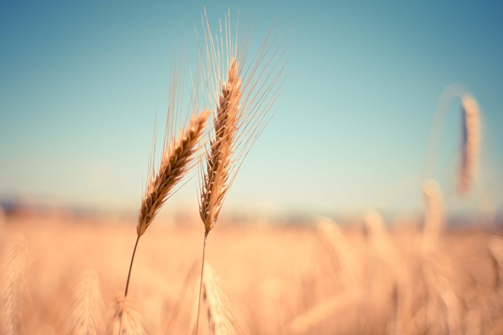Qué vitaminas y minerales tiene el germen de trigo
