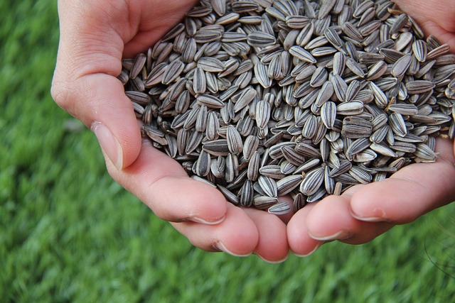 Descubre qué vitaminas y minerales tienen las semillas de girasol, sus beneficios, propiedades y cómo consumirlas correctamente.