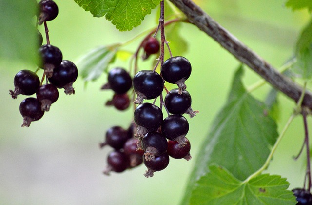 aceite de grosella negra entre los ocho buenos aceites vegetales para el rostro