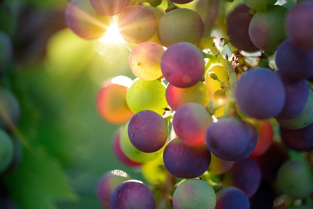 propiedades del aceite de semillas de uvas
