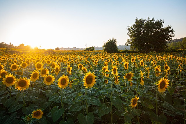 usos cosméticos del aceite de girasol