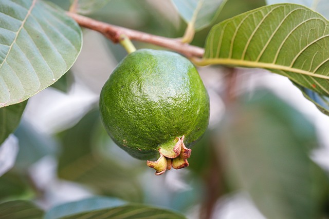 la guayaba fruta tropical