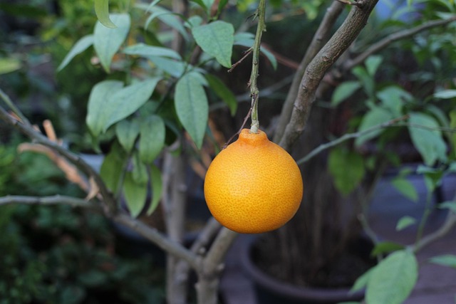 mandarina se debe tomar cuatro al día