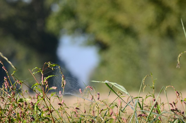 alfalfa en dietas de adelgazamiento