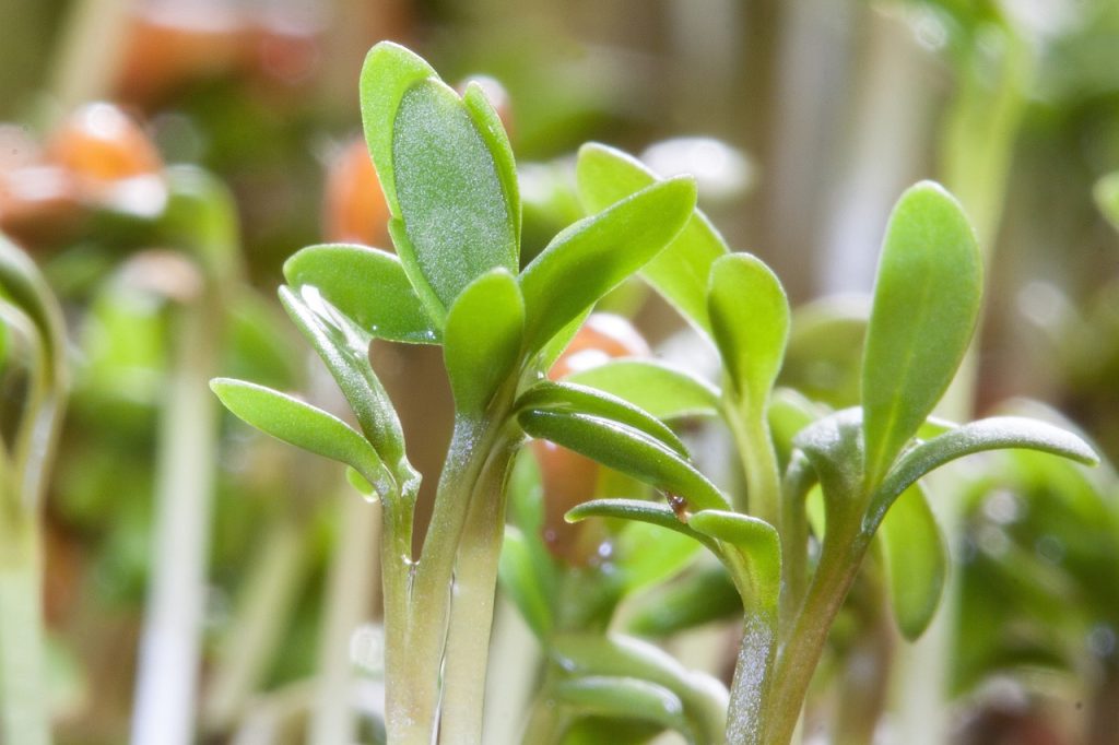 Qué vitaminas y minerales tiene el berro