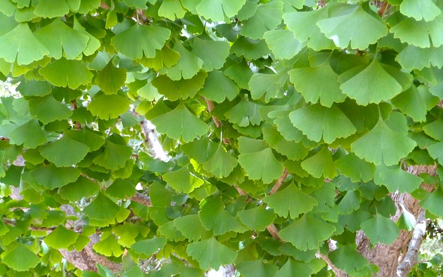 para qué sirve y propiedades del gingko biloba