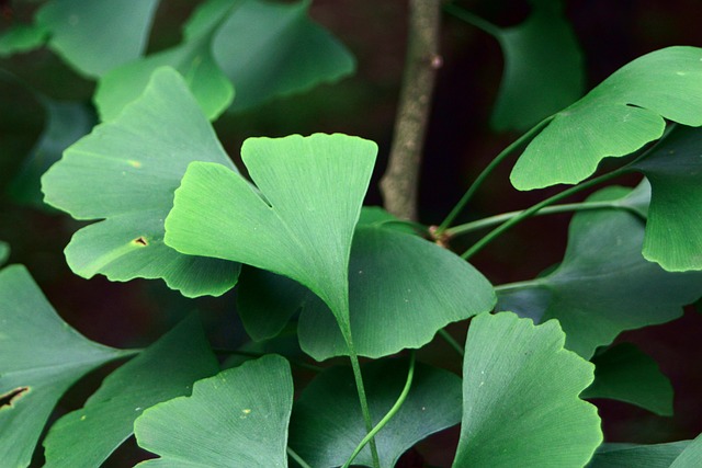 usos tradicionales del gingko biloba